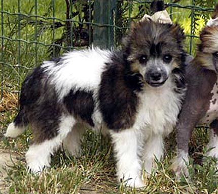 Oriental Jokes Brenda Jones