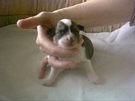 Bianka Harmony Odelli