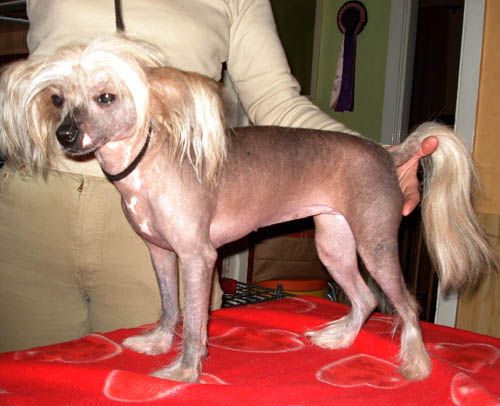 Oriental Jokes Banana Split