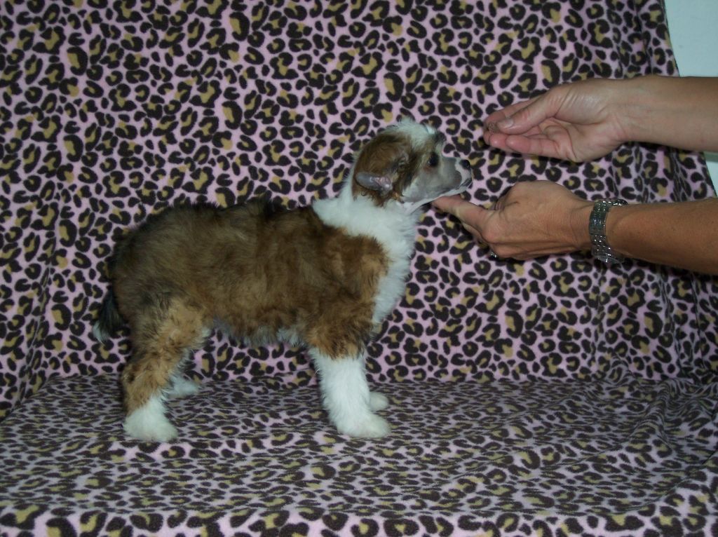 Sand N Sea's Lady Madonna