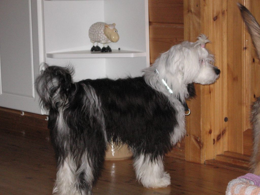 Nightdream Tzuipin Wen