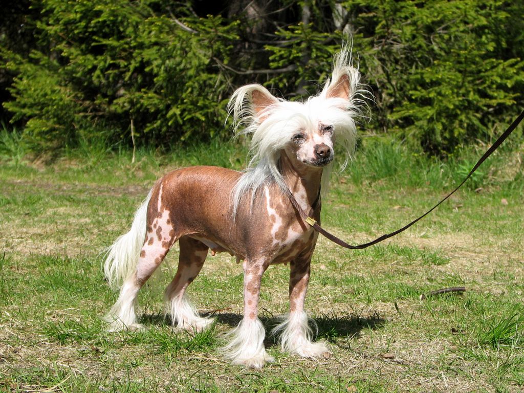 Doucai's Happy Hooker