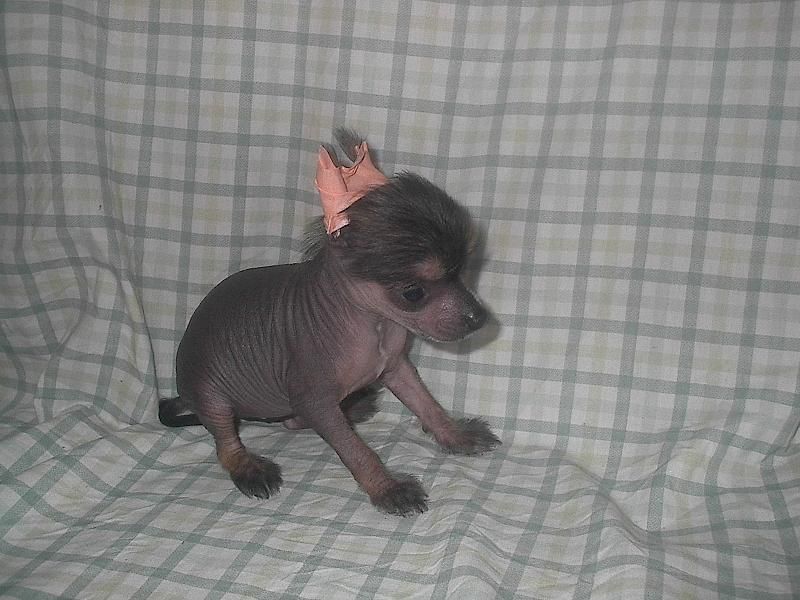 Ashadalin Vivid Dell