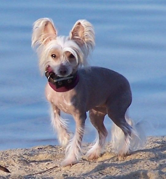 Bjalla von den Windpferden