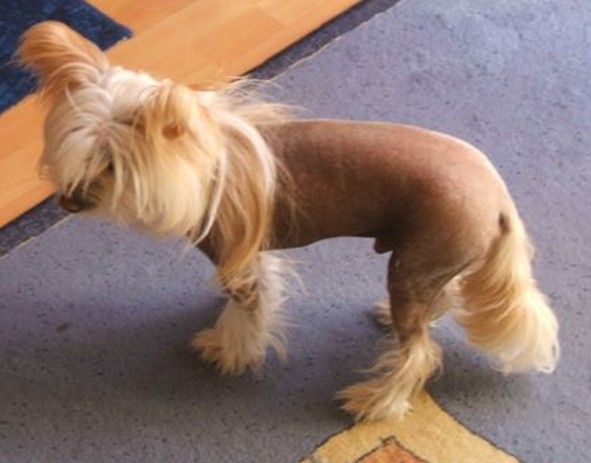 Bliki von den Windpferden