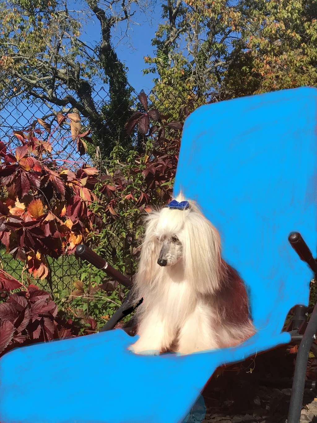 Blossi von den Windpferden