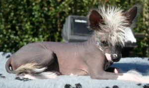 House Of Fun's China Girl