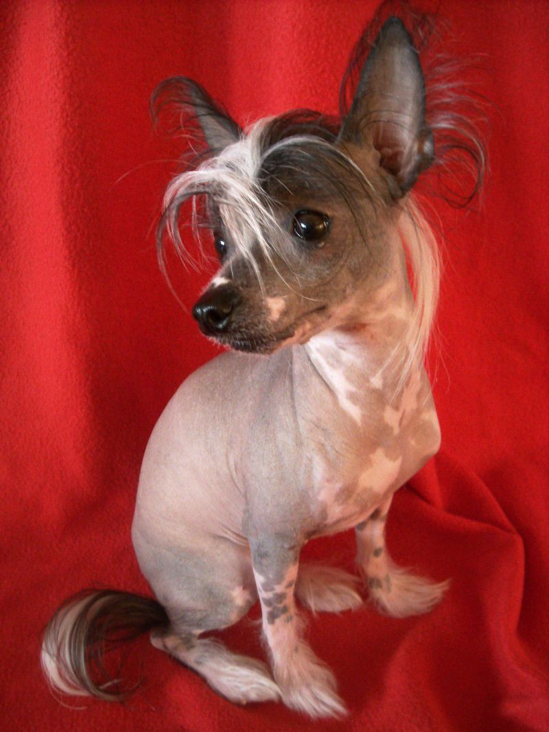 House Of Fun's Charming Ltl. Angel