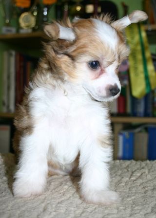 Secret Rewelacyjny Przyjaciel