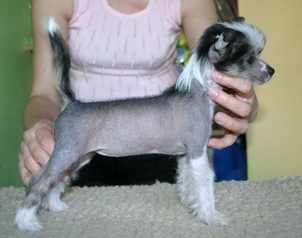 Secret Roza Bez Kolcow