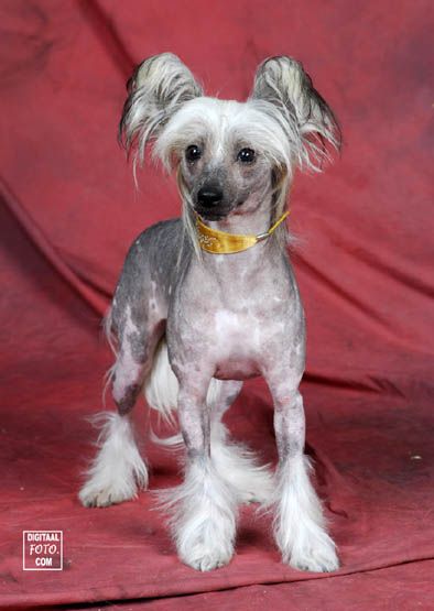 Secret Radosc o Poranku