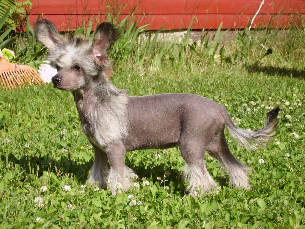 Koirakerman Dille Deejii