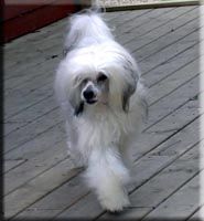 Rowdy Angels Another Legend