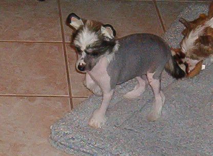 Jato Whole New World