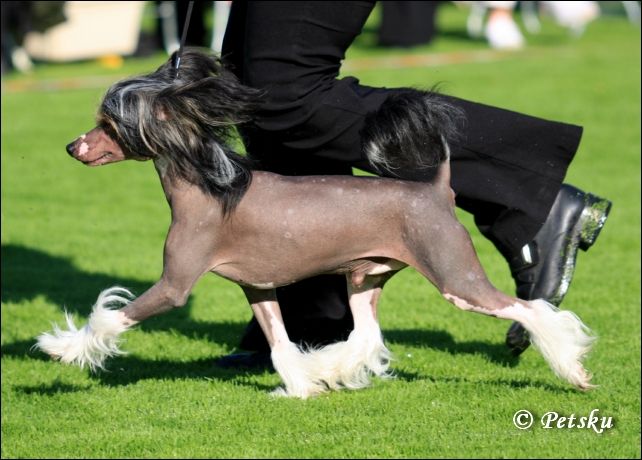 Candy Queen's Mister Tyson