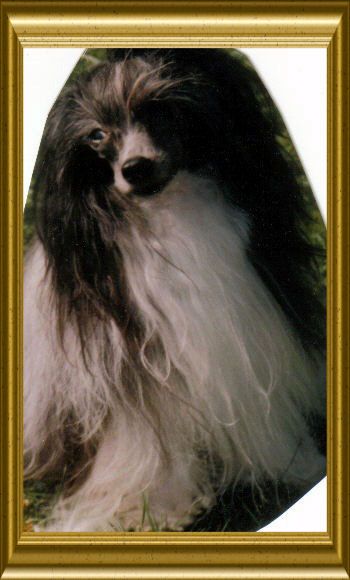 Little Leo vom Höllgrund