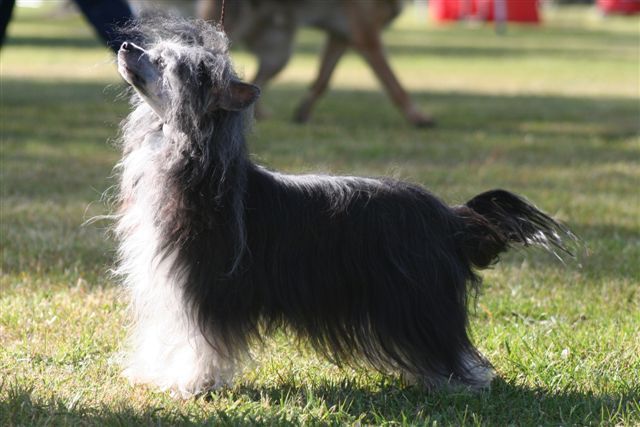 Koreke Jubilare Xuan Wu With Xioma