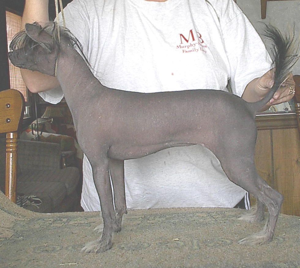 Diva's Midnight Serenade