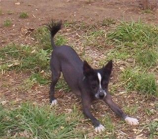 Rockwell kiss By Shadows