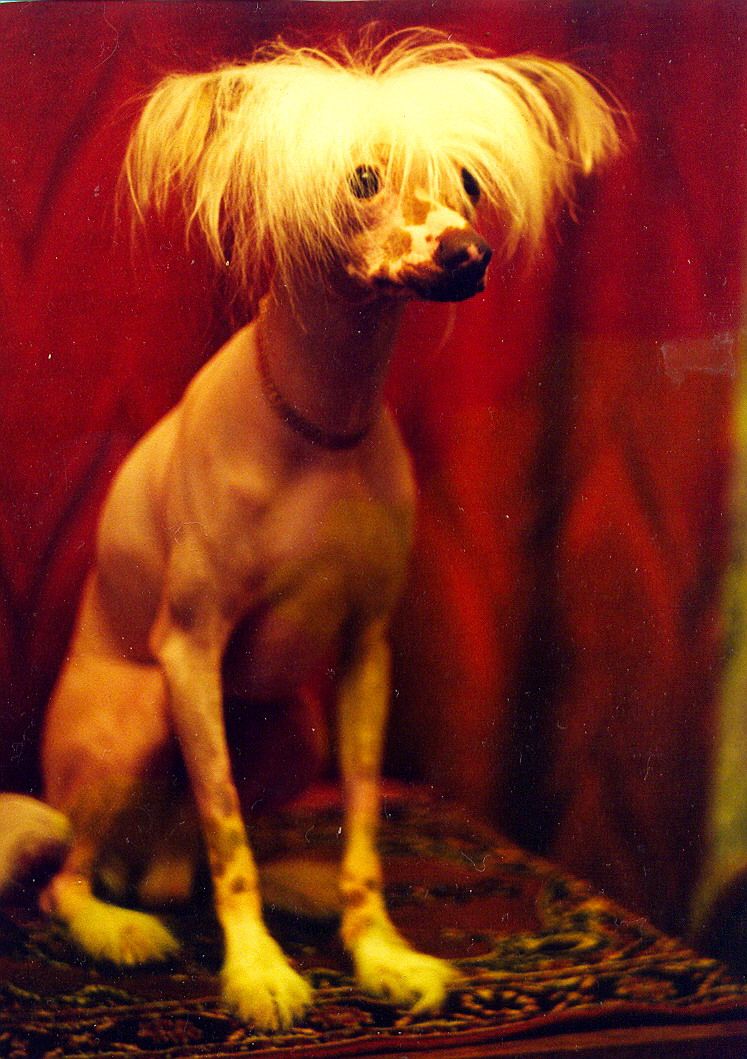 Malyshka Airin Viking