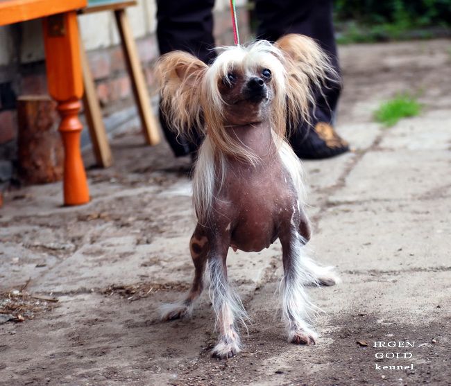 Irgen Gold Gloria Geynor