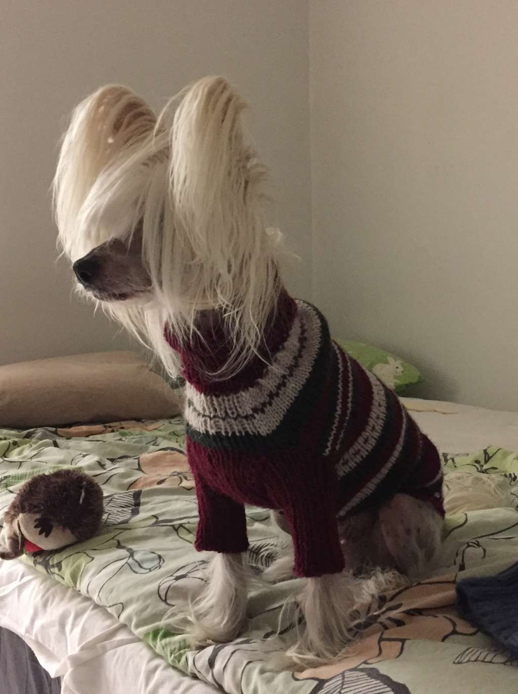 Sippelins Golden de GabriTho