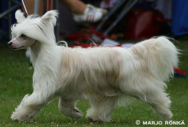 Kejsaren Av Kina Bambino