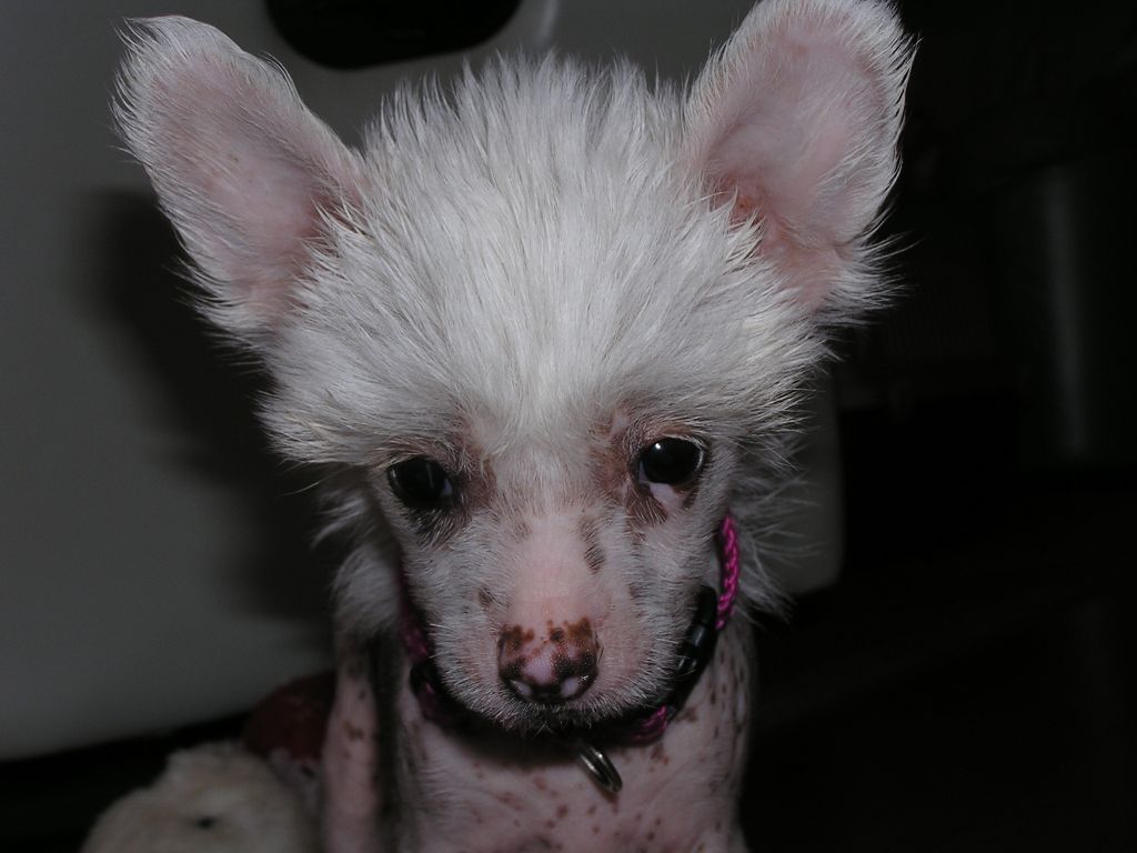 Proud Pony Holy Smoke