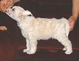 Proud Pony Heaven's On Fire