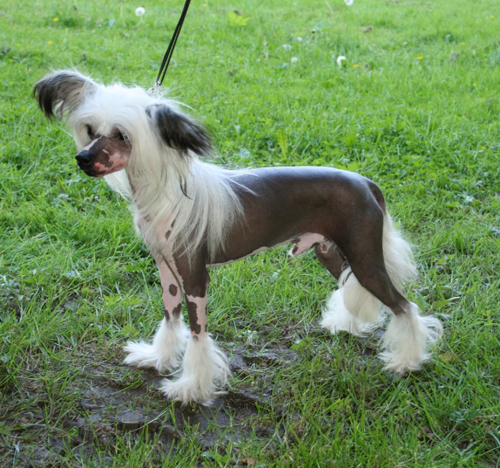 Proud Pony Horsepower