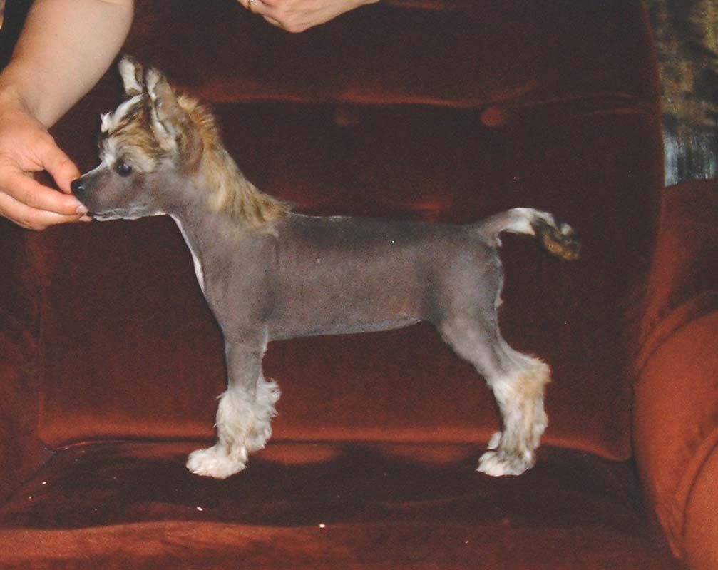 Proud Pony For Your Eyes Only