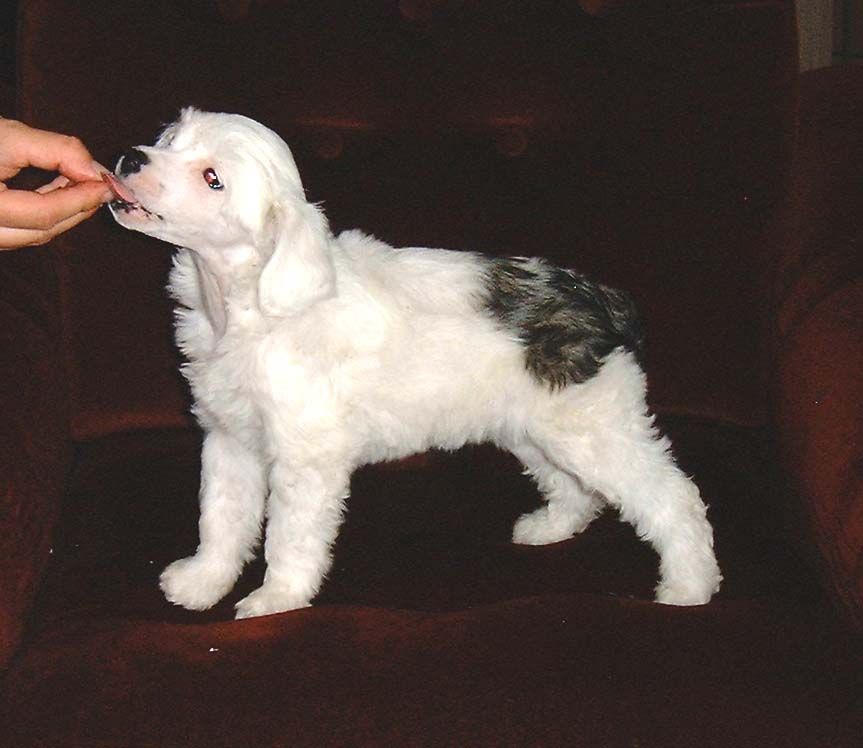 Proud Pony Fine Champagne