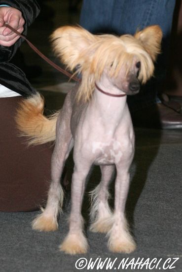 Kolysanka z Gangu Lysych