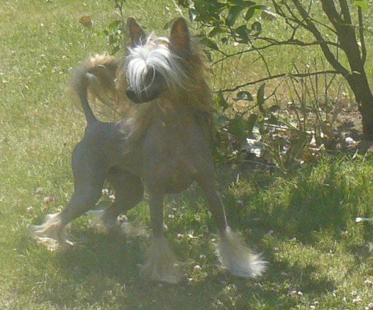 Chineseblue's Ex To Be A Topmodel