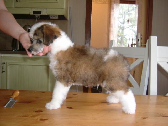 Chineseblue's Easy To Love