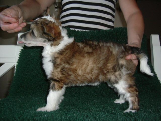 Chineseblue's Enter Your Heart