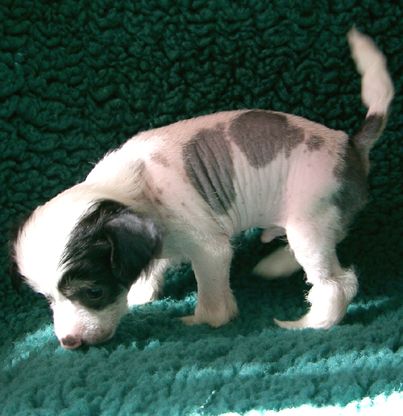 Pinku's Pricku's Efendi Baltazar