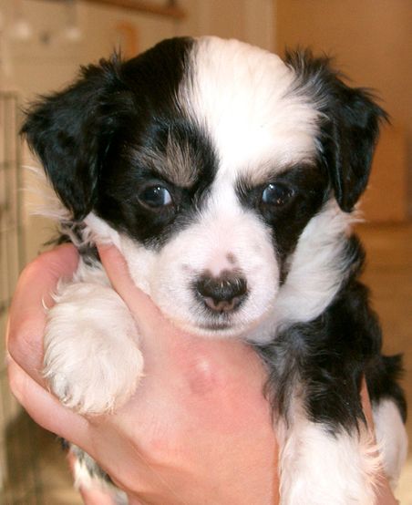 Pinku's Pricku's Ebony Blanche