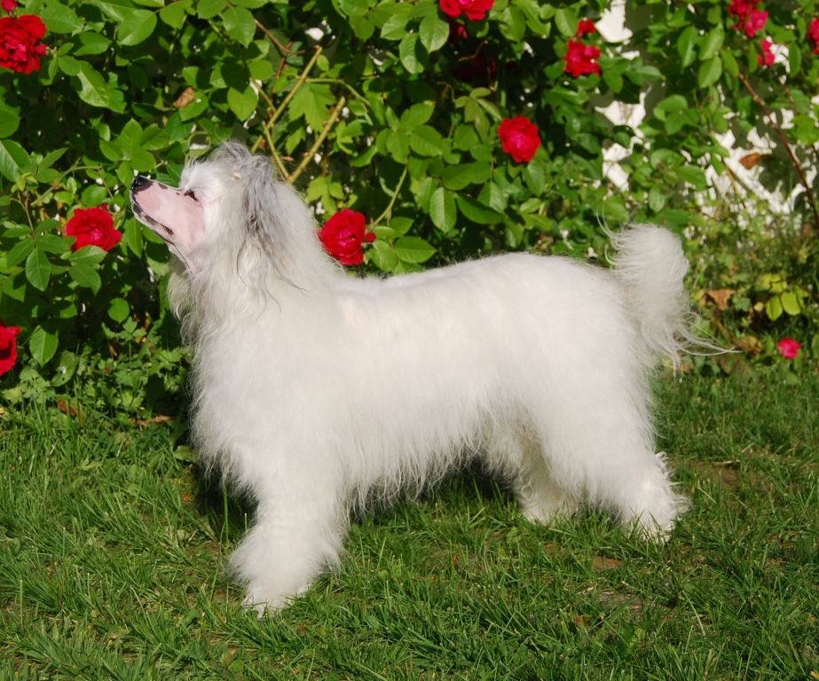 Trønderpia's Grateful Girl