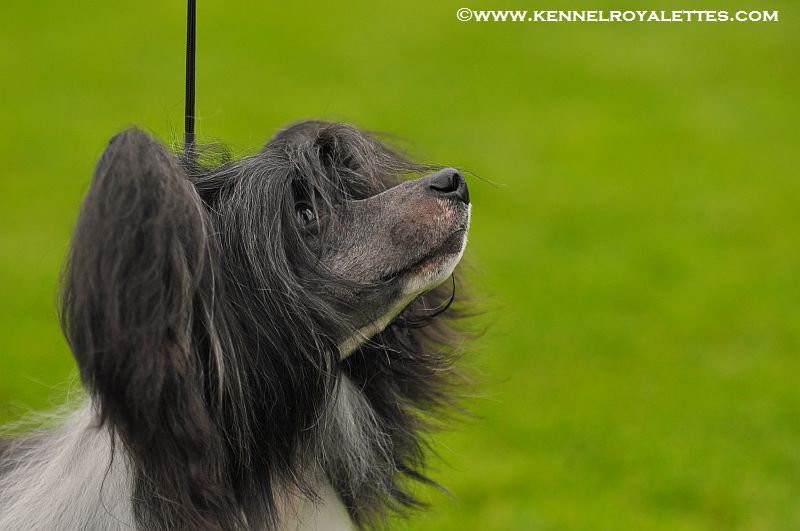 Chinetta's Cheek Baretta