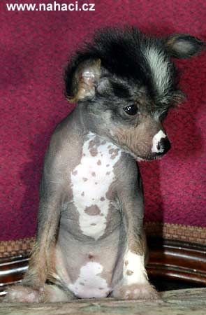 Amalka Certuv Kvitek