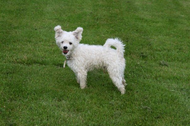 Schotborgs Pimp My Ride "Terkel"