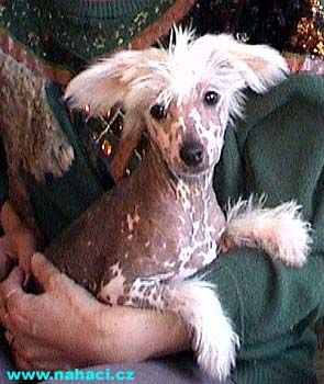 Cokie od Kimovy boudy