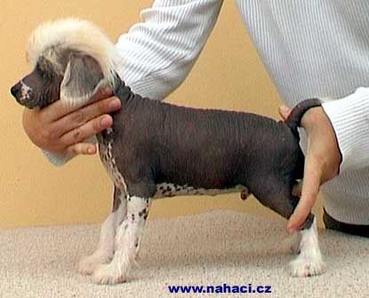 Caevin od Kimovy boudy