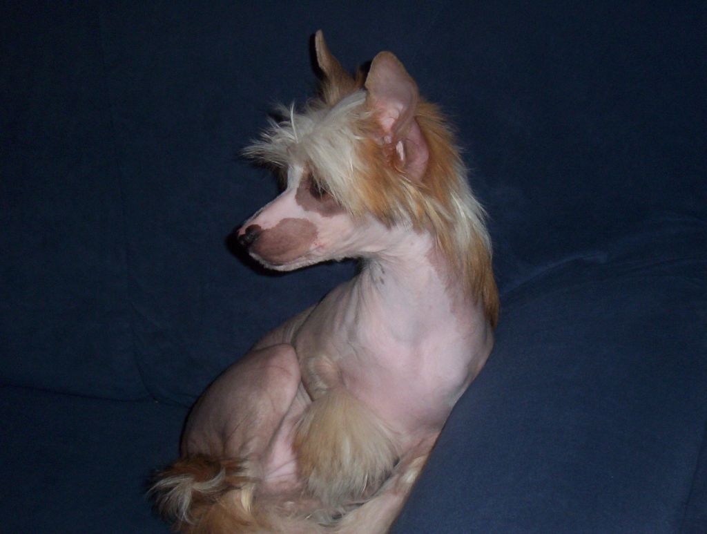 Angeli Plysovy pritel