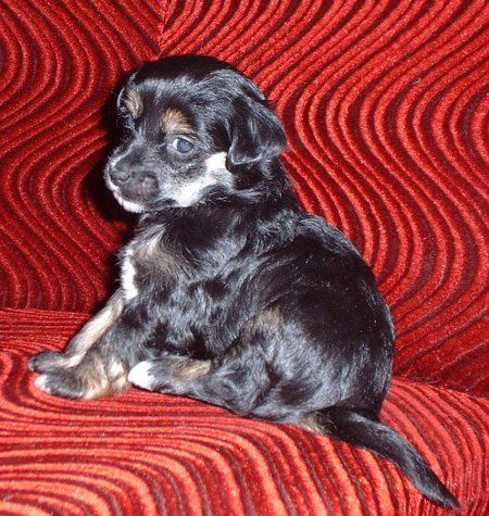 Laura z Jasne Hvezdy