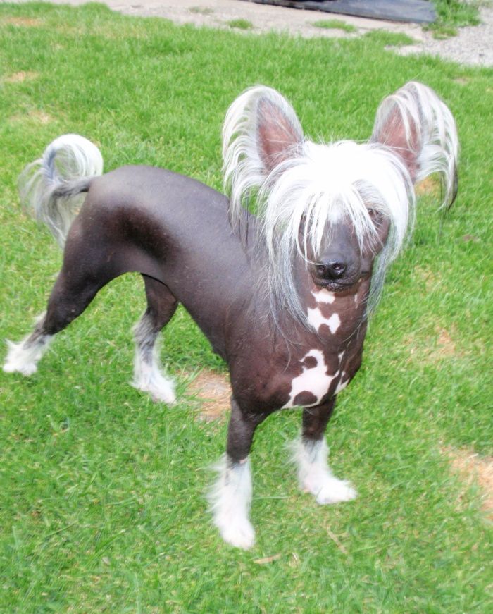 Leila z Jasne Hvezdy