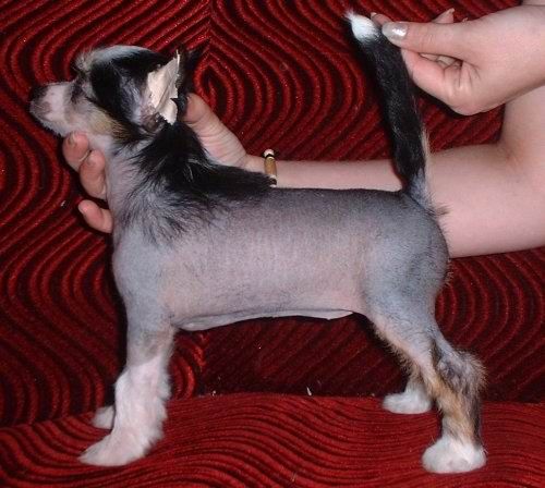 Marion z Jasne Hvezdy