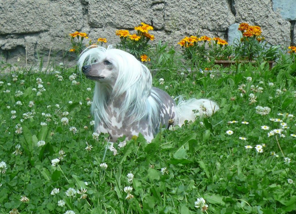 Medea z Jasne Hvezdy