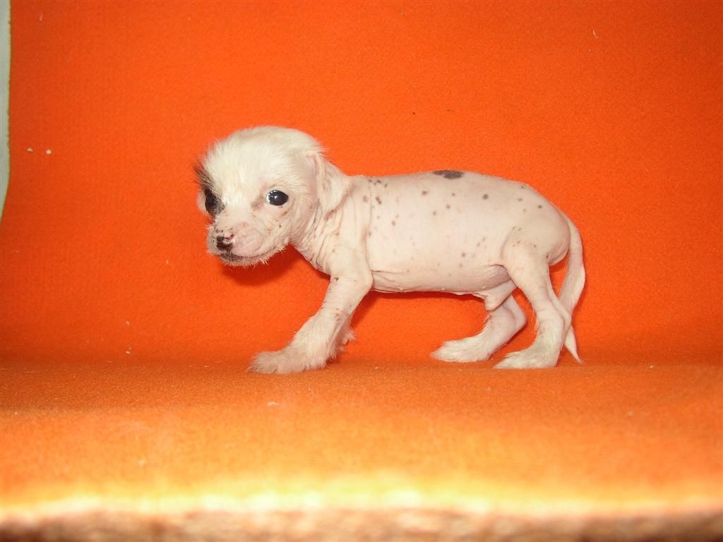 Davinci Pink Od Chlpiku